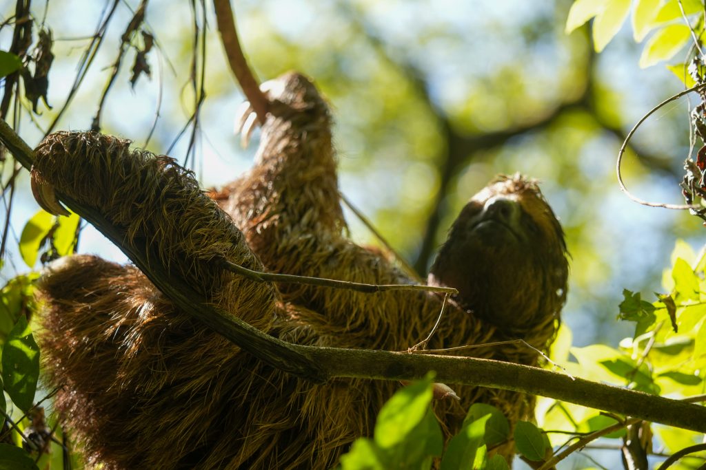 Hug a Sloth