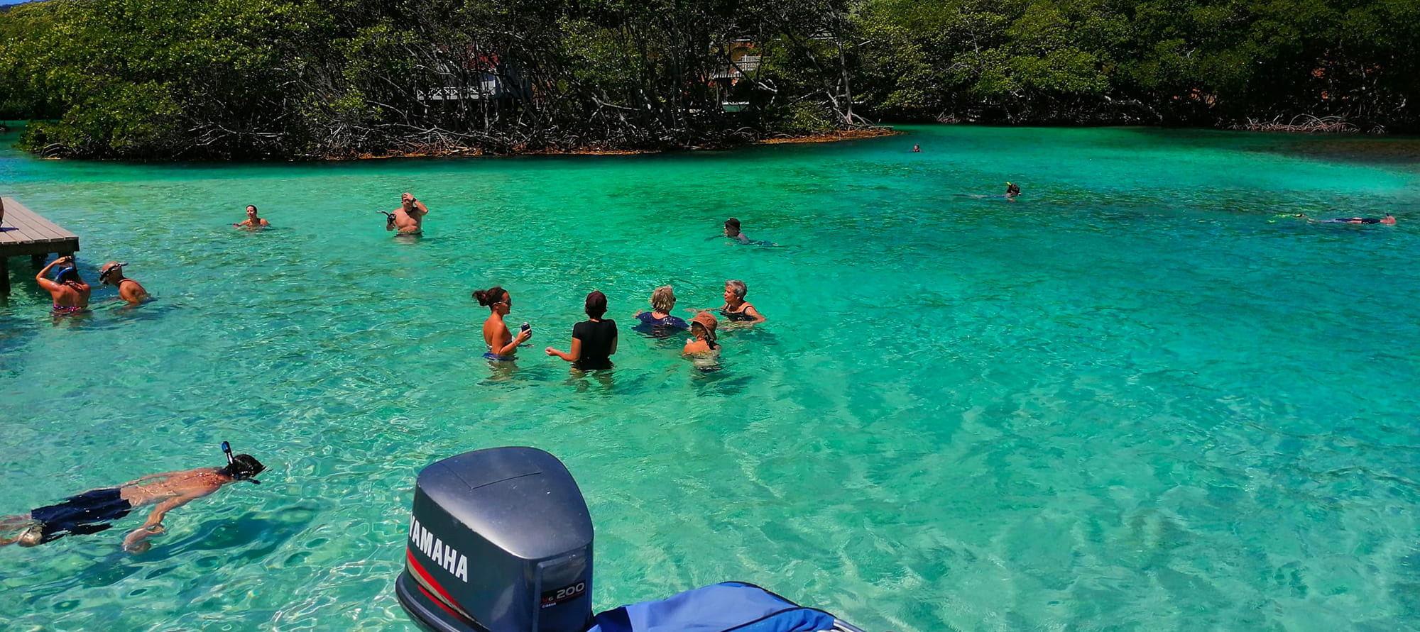 Mangrove Tour